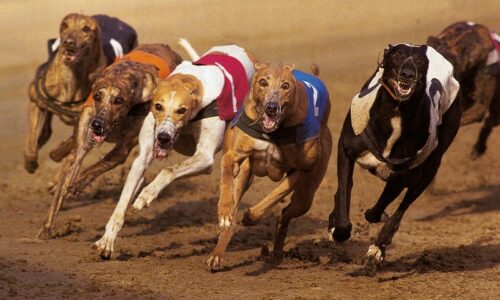 Betting On Greyhounds – What You Need to Know