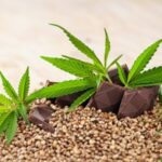 Many Uses of Paulownia Species 