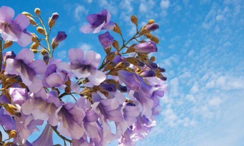 Many Uses of Paulownia Species 