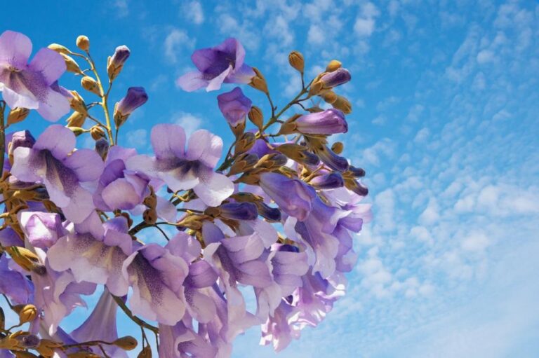 Many Uses of Paulownia Species