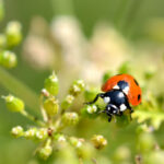 Things to Do Before and After Pest Control for Effective Results